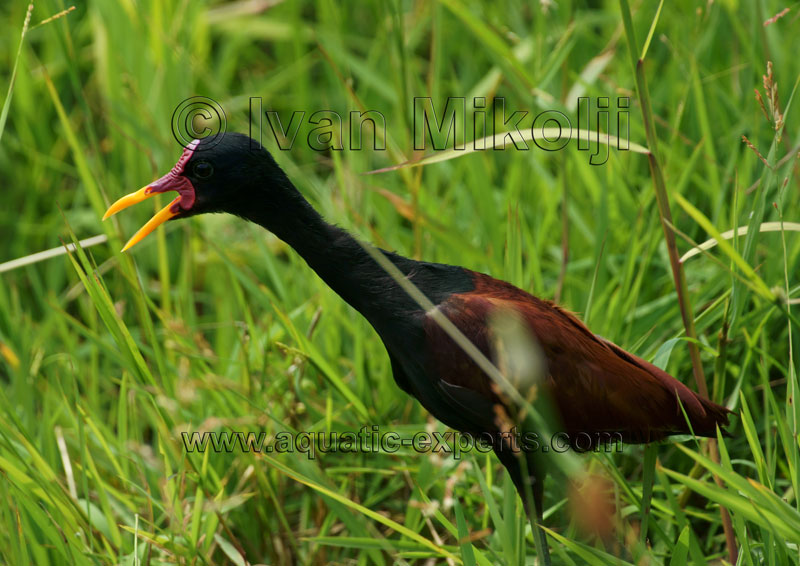 freshwater birds